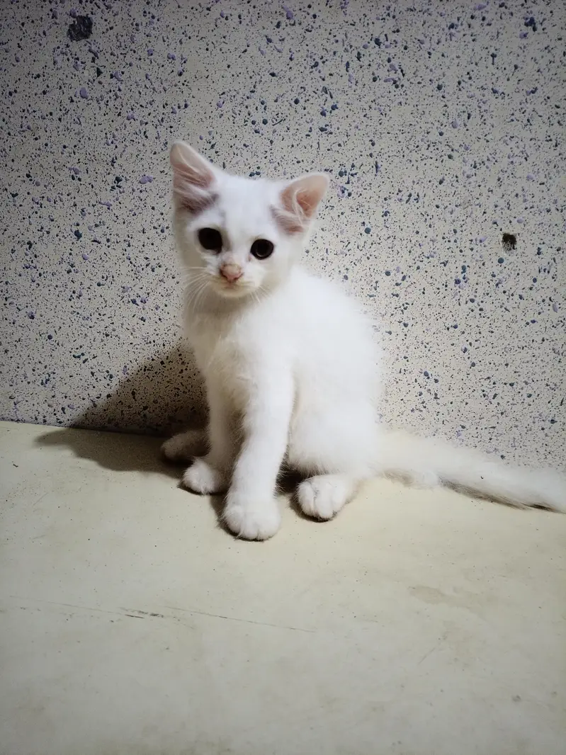 Home Breed  Double-coated Cute Persian kittens for sale — photo 7
