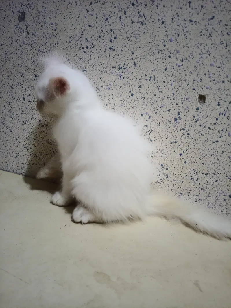 Home Breed  Double-coated Cute Persian kittens for sale — photo 8