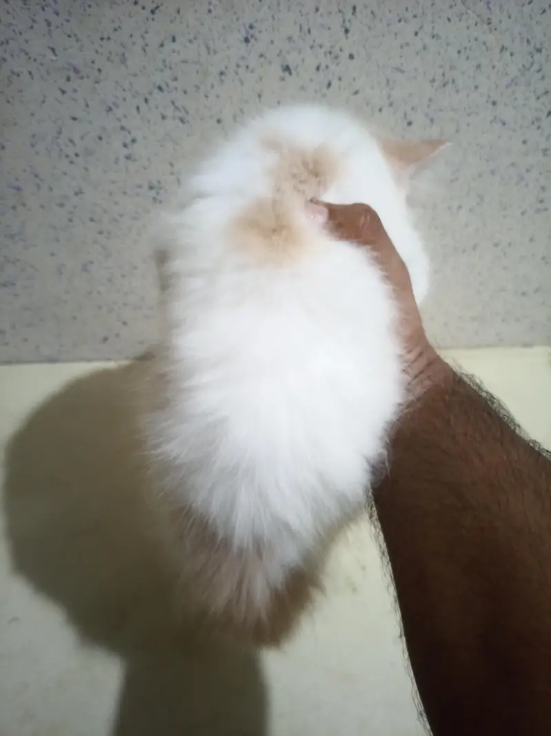 Home Breed  Double-coated Cute Persian kittens for sale — photo 9