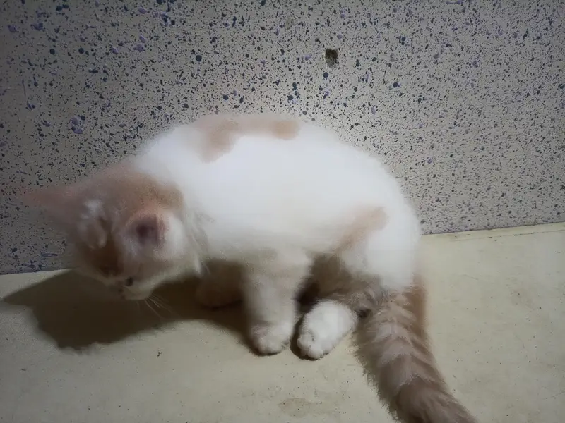 Home Breed  Double-coated Cute Persian kittens for sale — photo 10