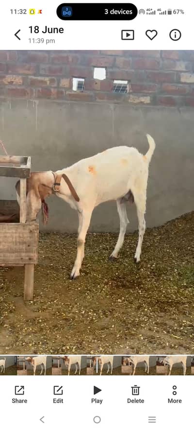 Pure tapra nasal ki dondi bakri for sale.