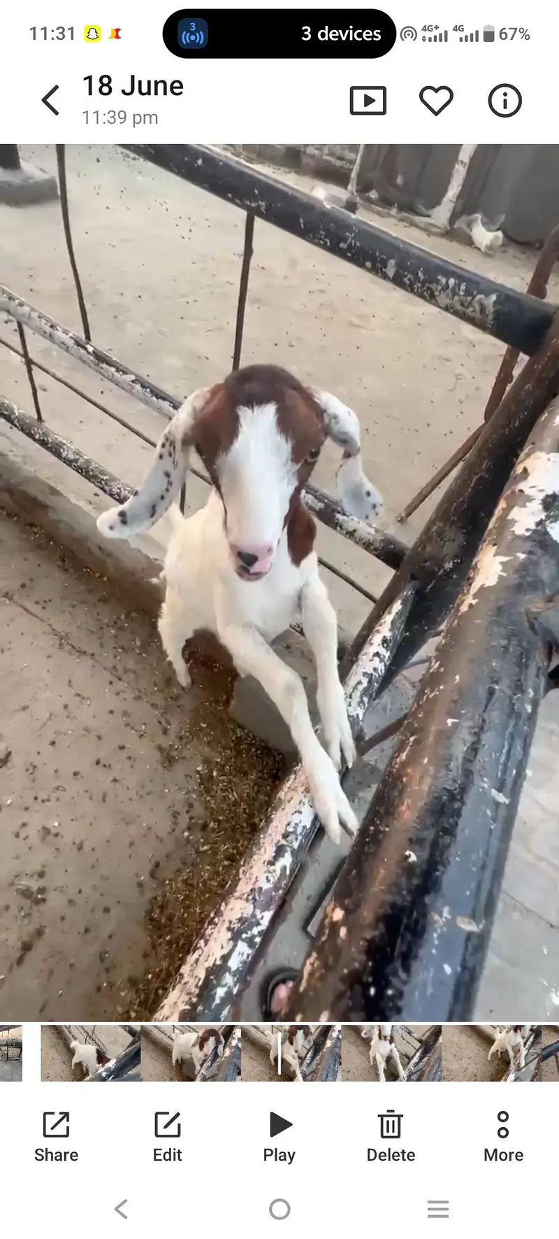 Pure tapra nasal ki dondi bakri for sale. — photo 3