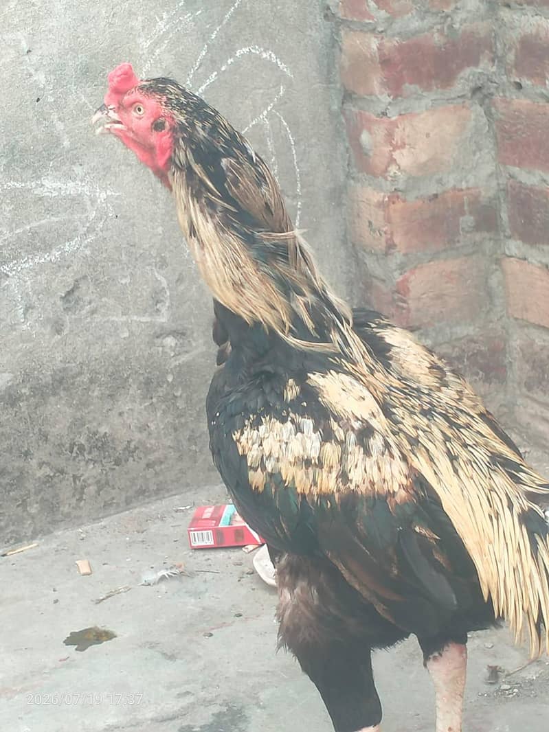 black java murga 1