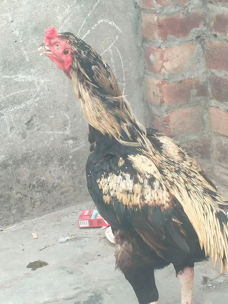 black java murga — photo 2