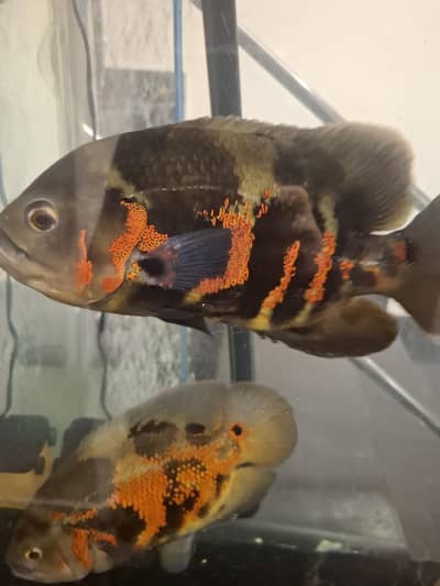 the size of fish is around 11 inch they are confirm breeding pair