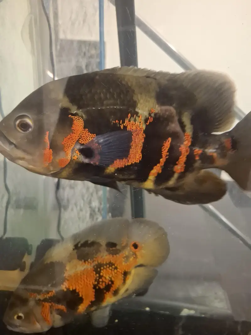 the size of fish is around 11 inch they are confirm breeding pair