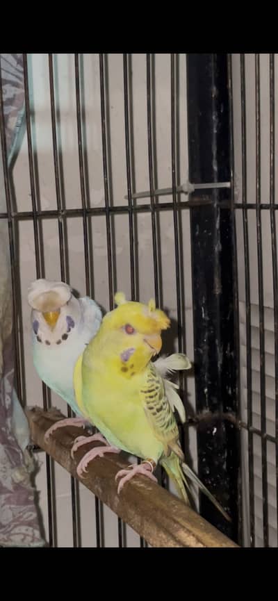 hogoromo german fellow/black face budgies