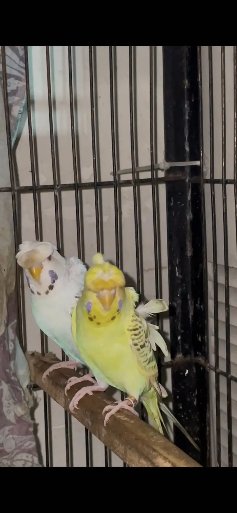 hogoromo german fellow/black face budgies — photo 2