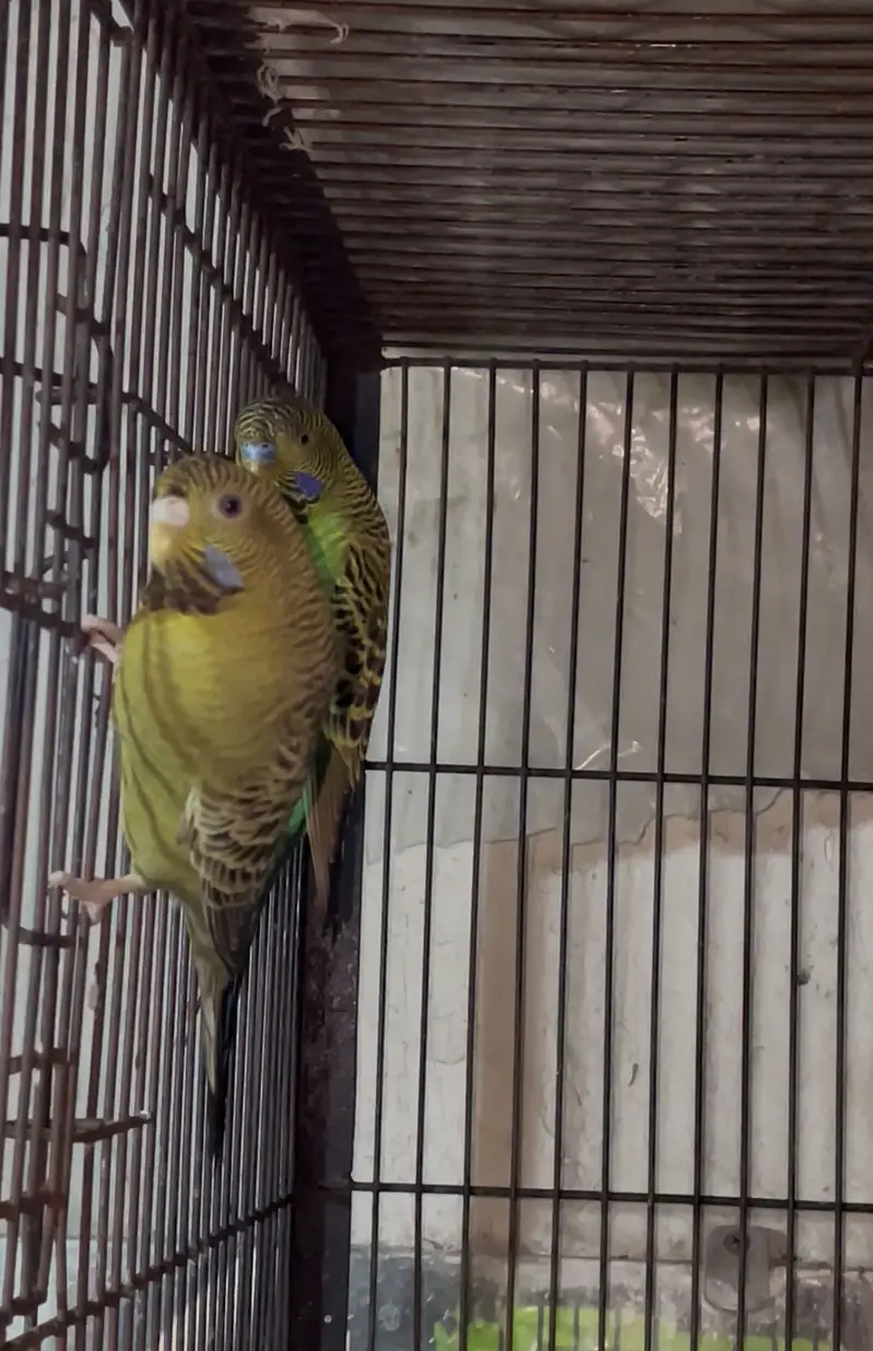 hogoromo german fellow/black face budgies — photo 3