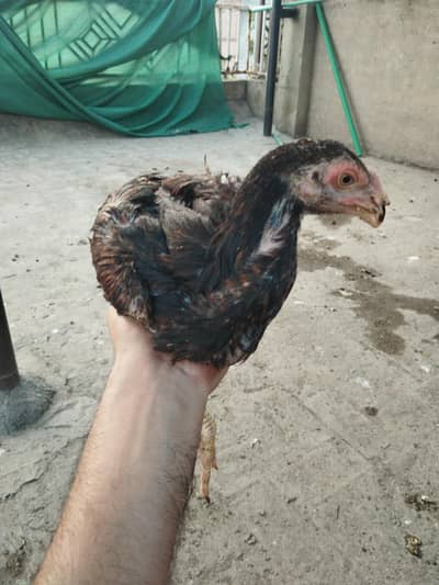 shamo home grown patha