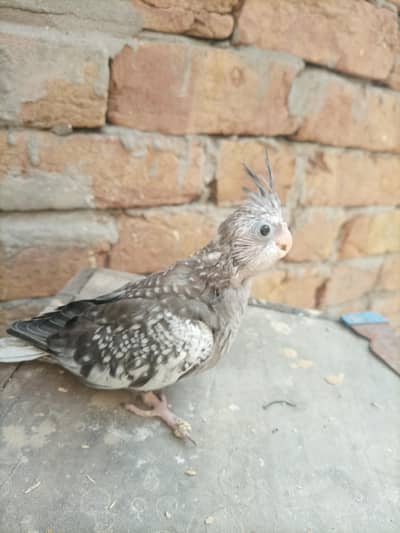Cocktail/Cockatiel chick in Sargodha
