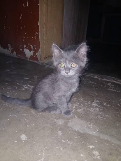 persian kitten available