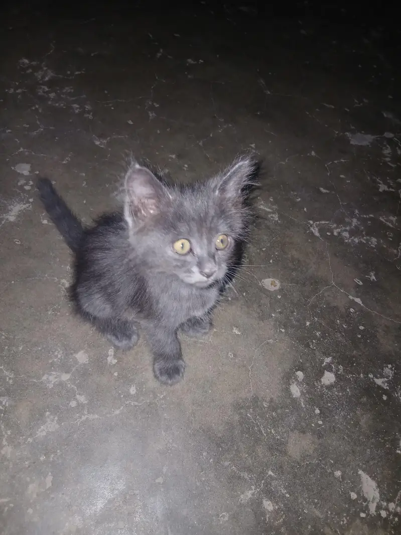 persian kitten available — photo 2