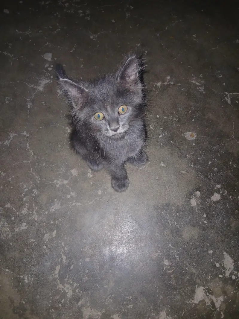 persian kitten available — photo 3