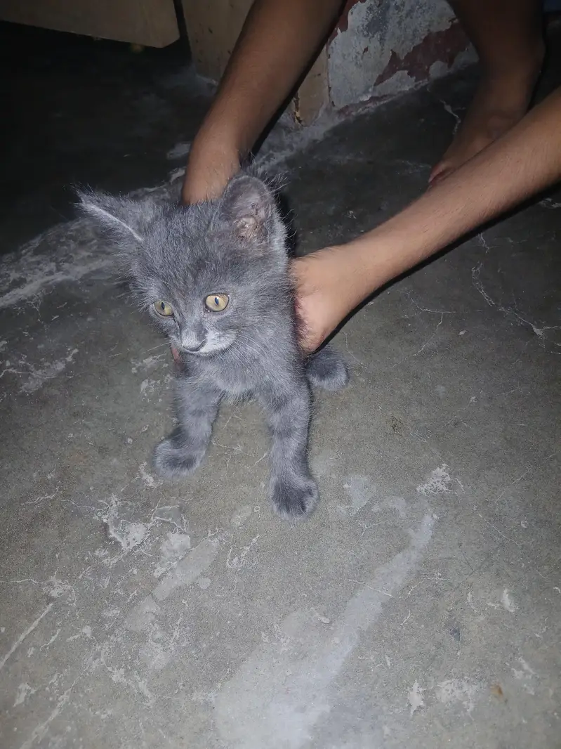 persian kitten available — photo 4