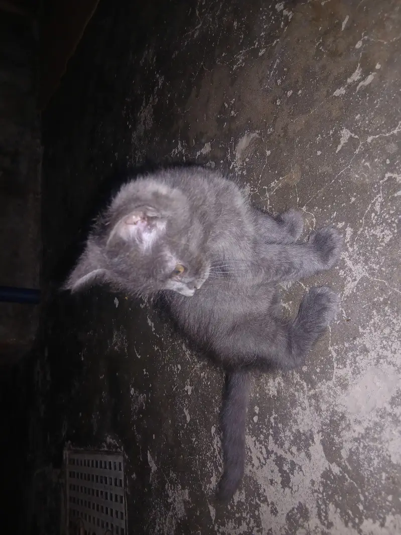 persian kitten available — photo 5