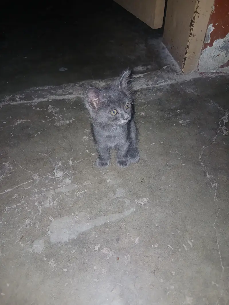 persian kitten available — photo 6