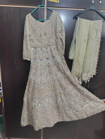 Walima mexi - small to medium