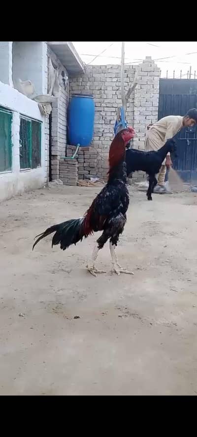 Mia wali x Jageri