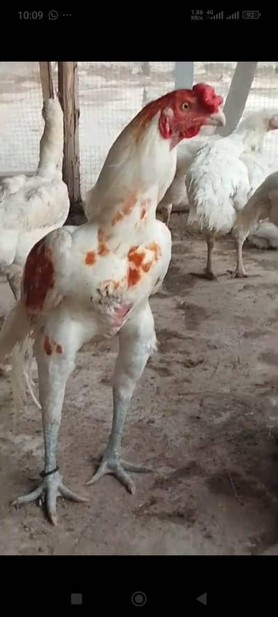 Parrot beak cross patha