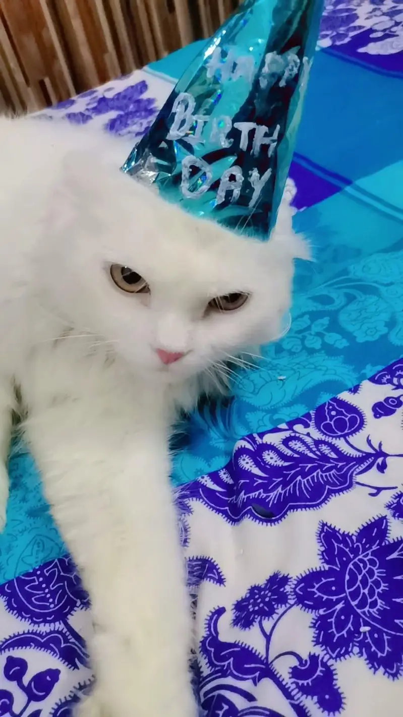 persion cat — photo 3