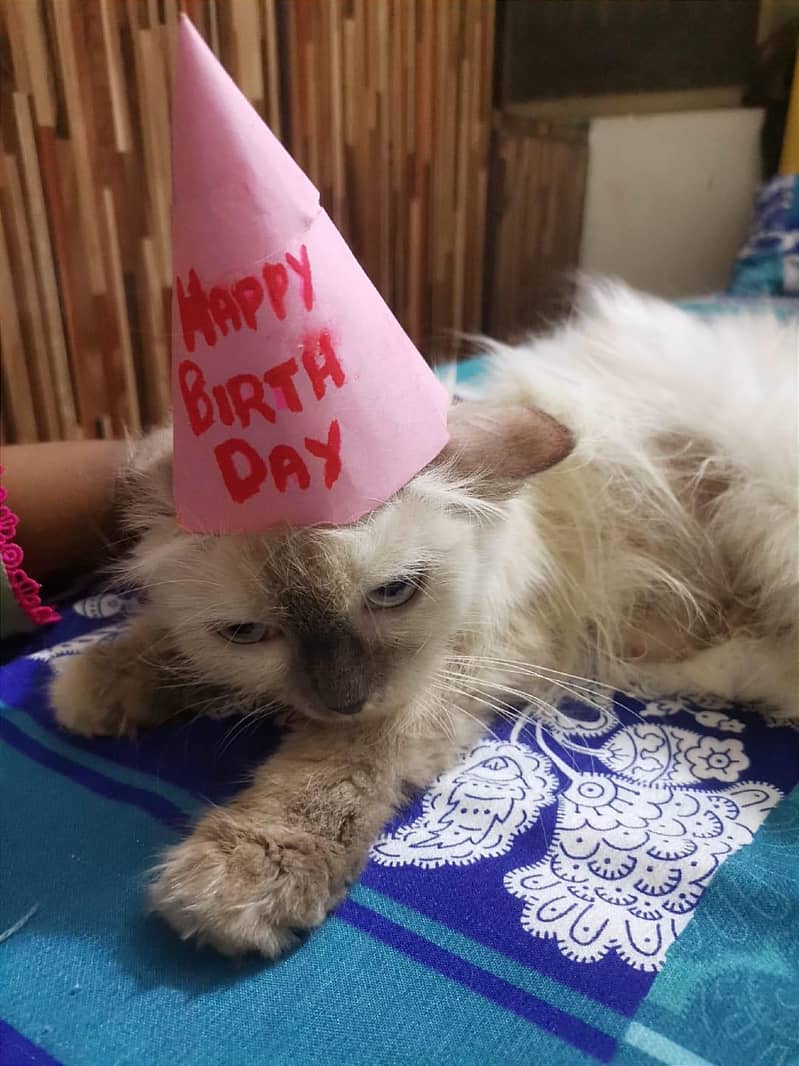 persion cat 3