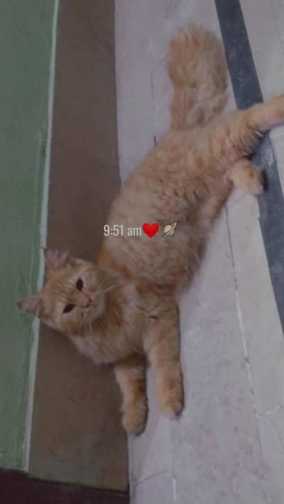 male kittens