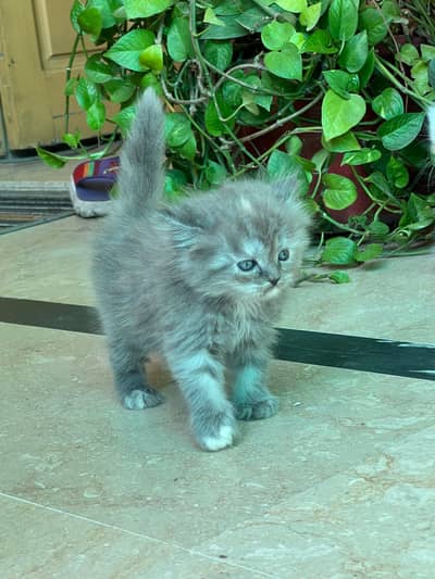 persion cat