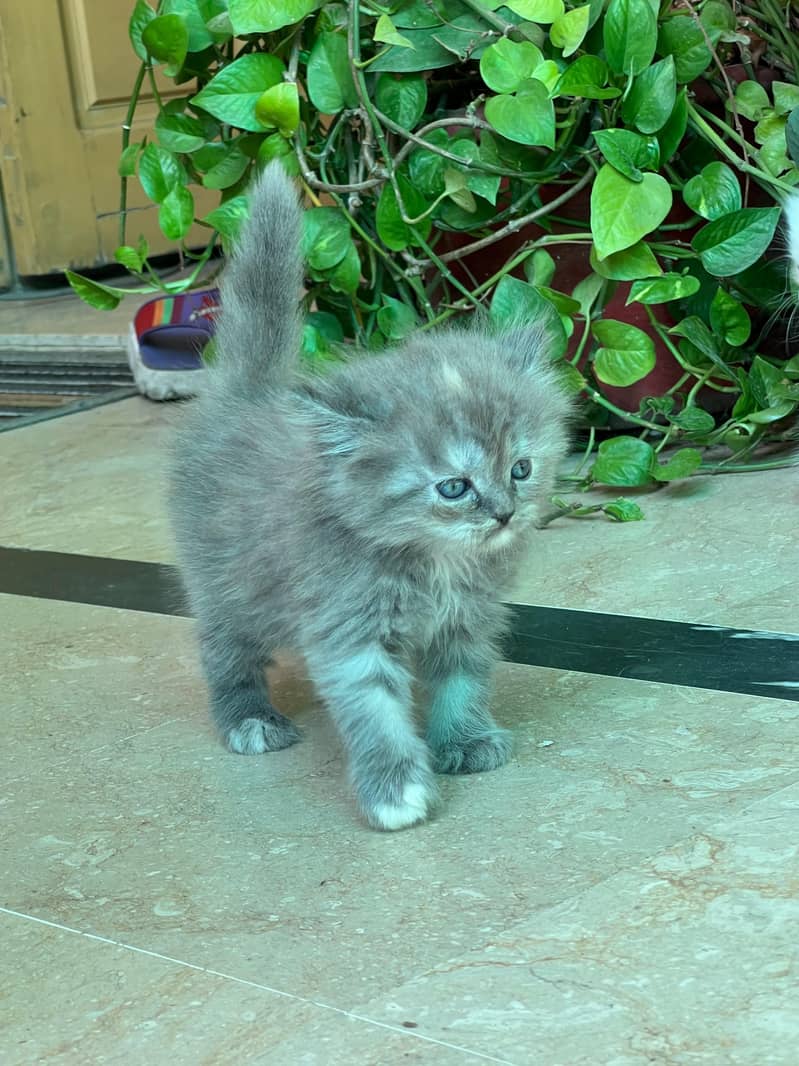 persion cat 0