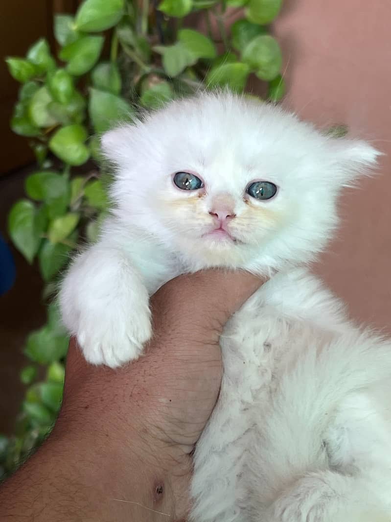persion cat 1