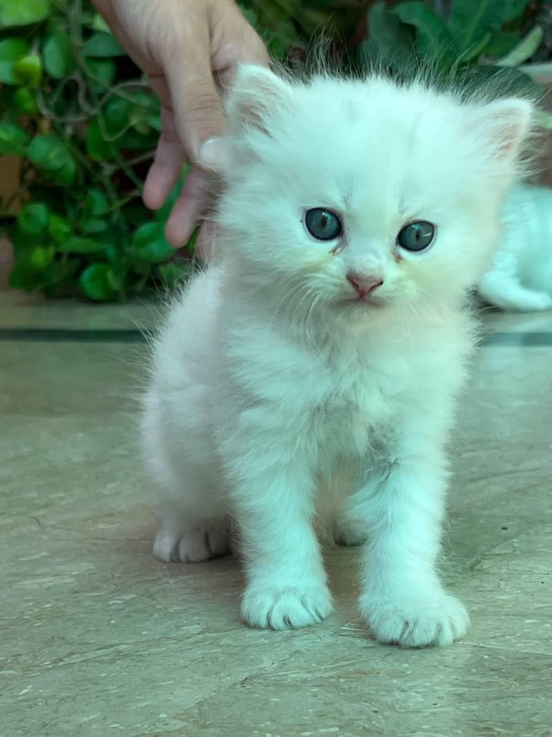 persion cat 4