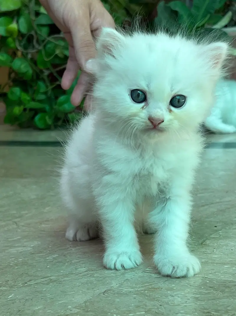 persion cat — photo 5
