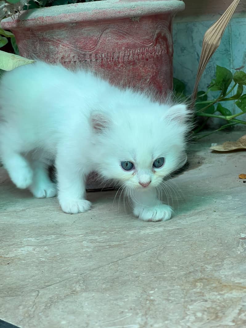 persion cat 5