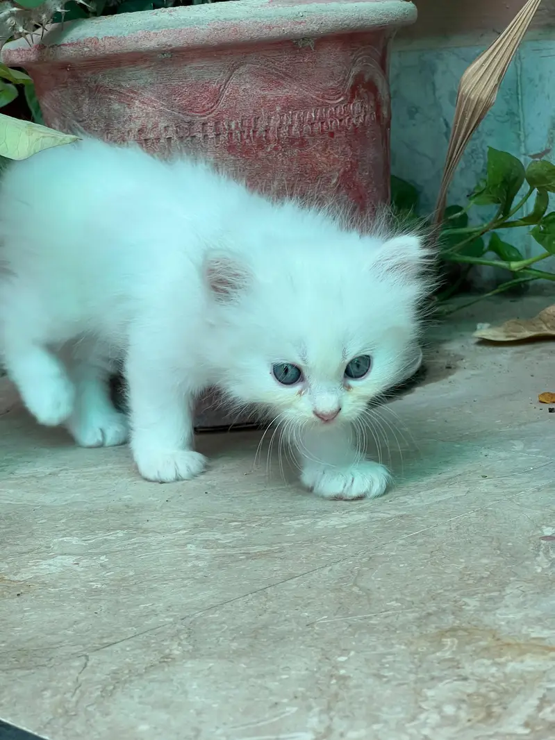 persion cat — photo 6
