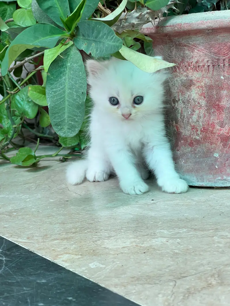 persion cat — photo 7