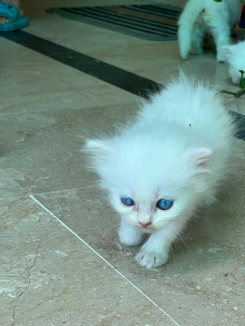 persion cat 7