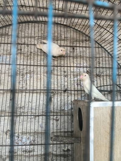love bird red eyes breeder pair