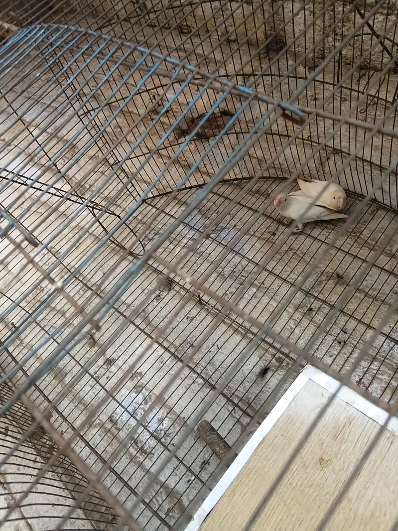 love bird red eyes breeder pair — photo 2