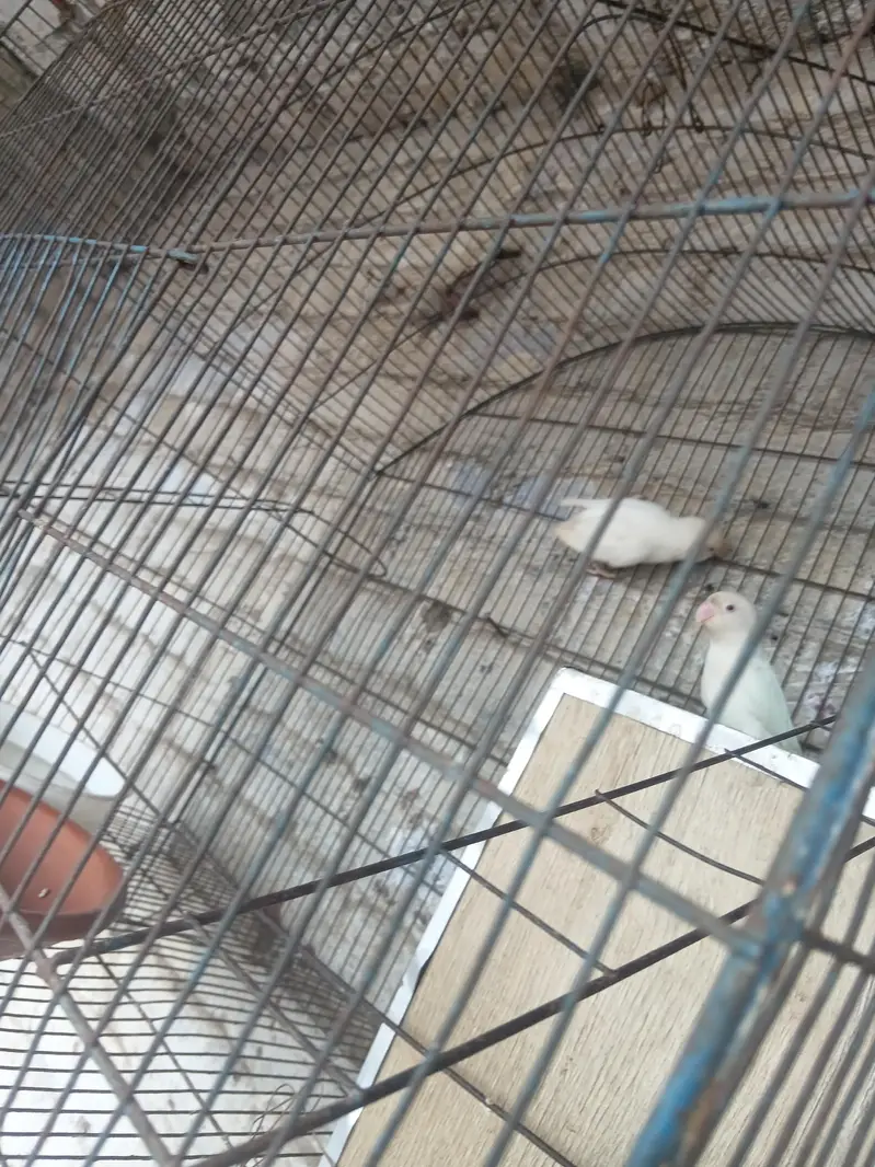 love bird red eyes breeder pair — photo 3