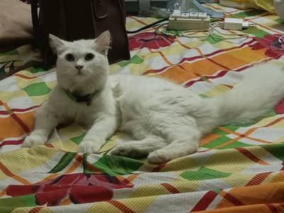 doll face persian