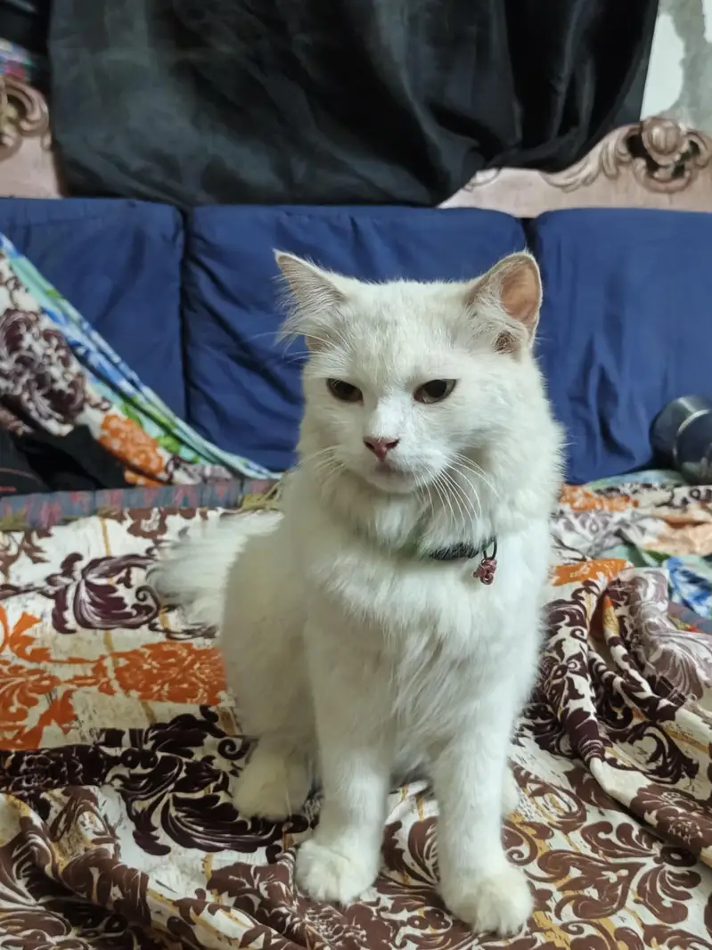 doll face persian — photo 2
