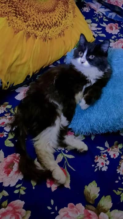 male  cat available  for breeding ready for heat