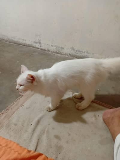 parshent cat female and baby