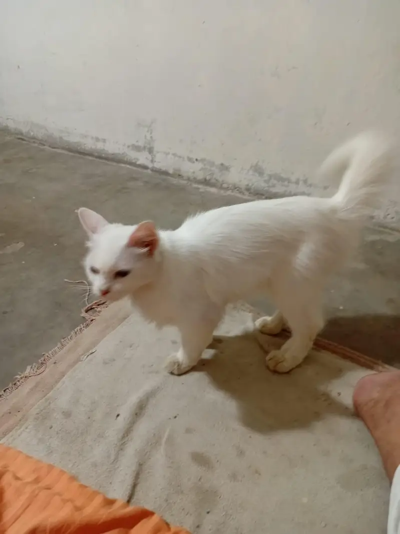 parshent cat female and baby — photo 2