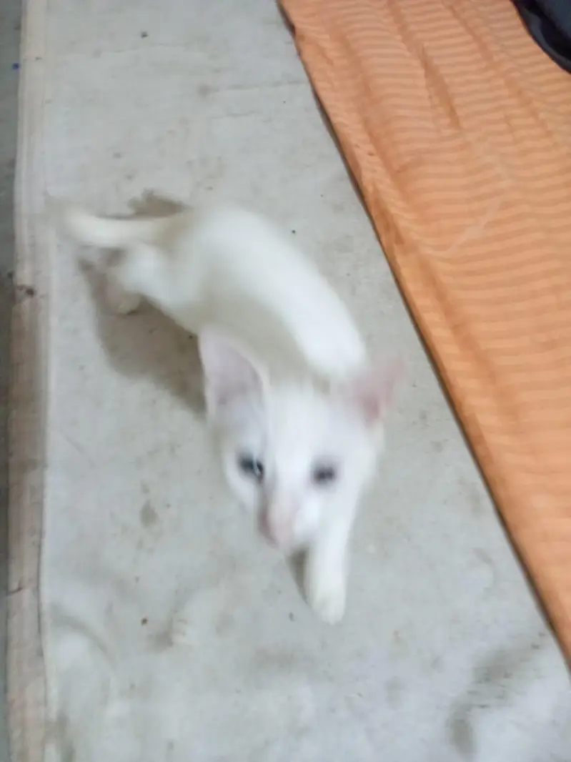parshent cat female and baby — photo 3