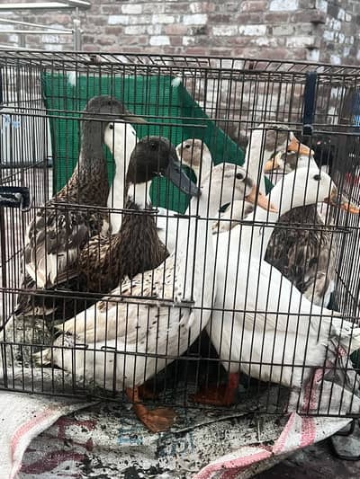 Ducks setup for sale