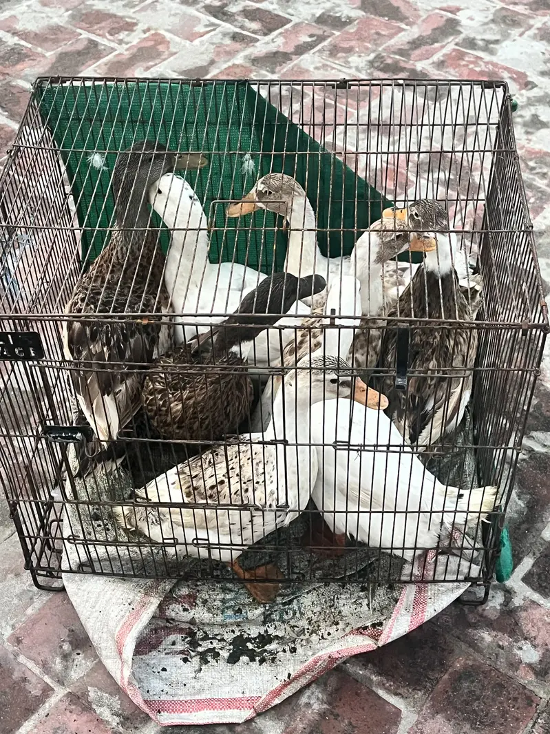 Ducks setup for sale — photo 2