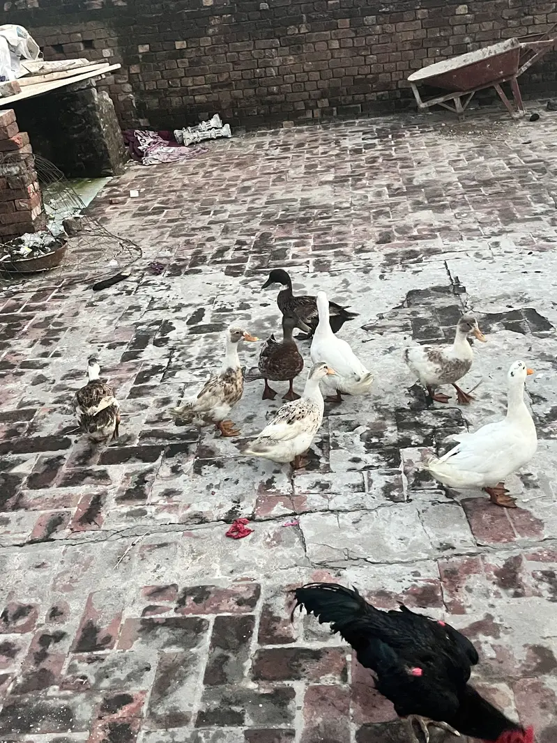 Ducks setup for sale — photo 3