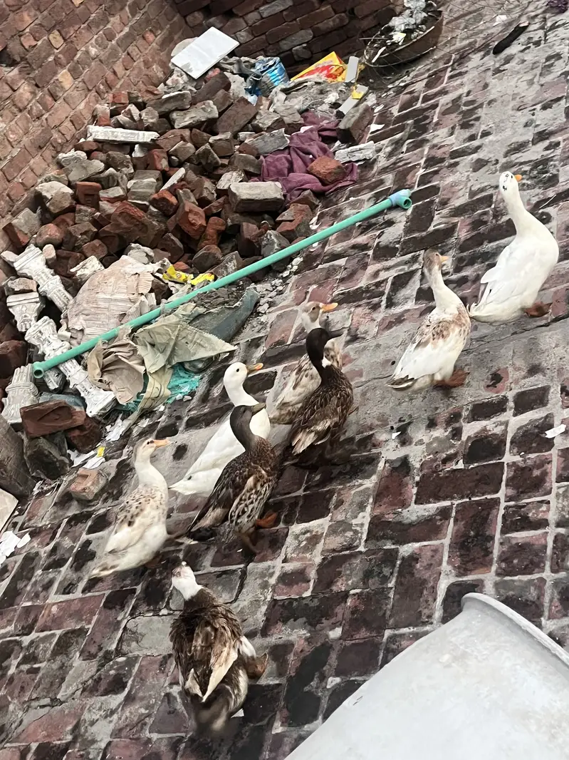 Ducks setup for sale — photo 4