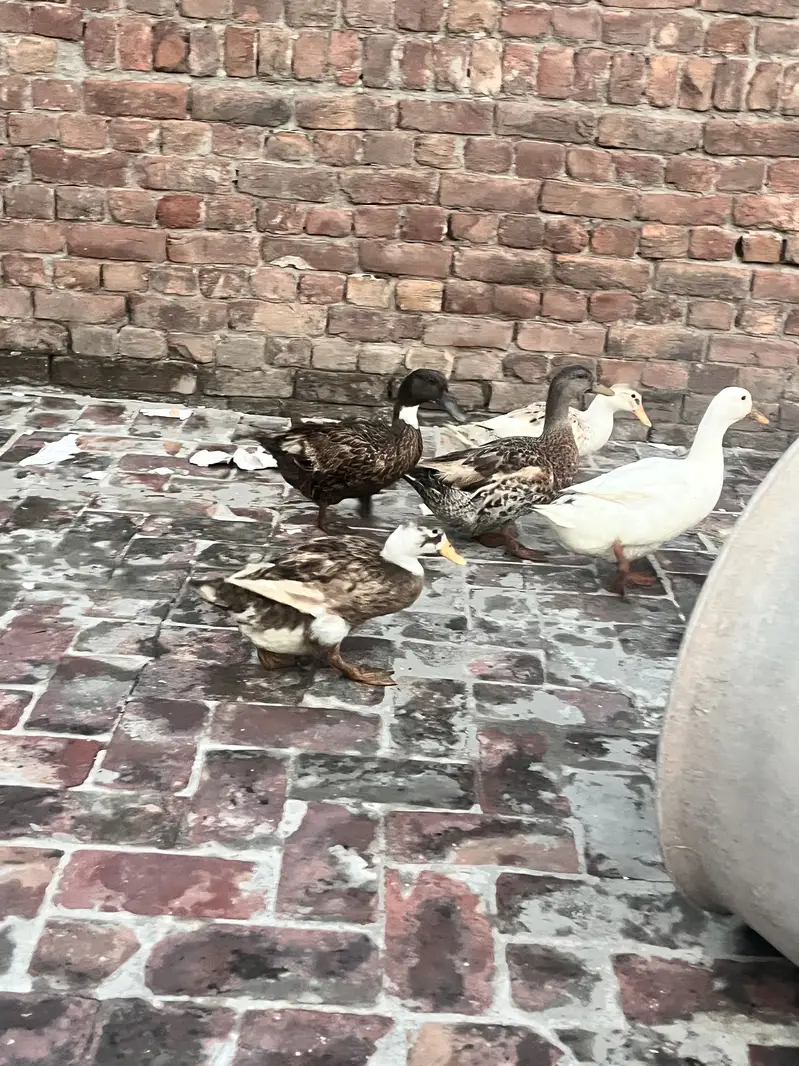 Ducks setup for sale — photo 5